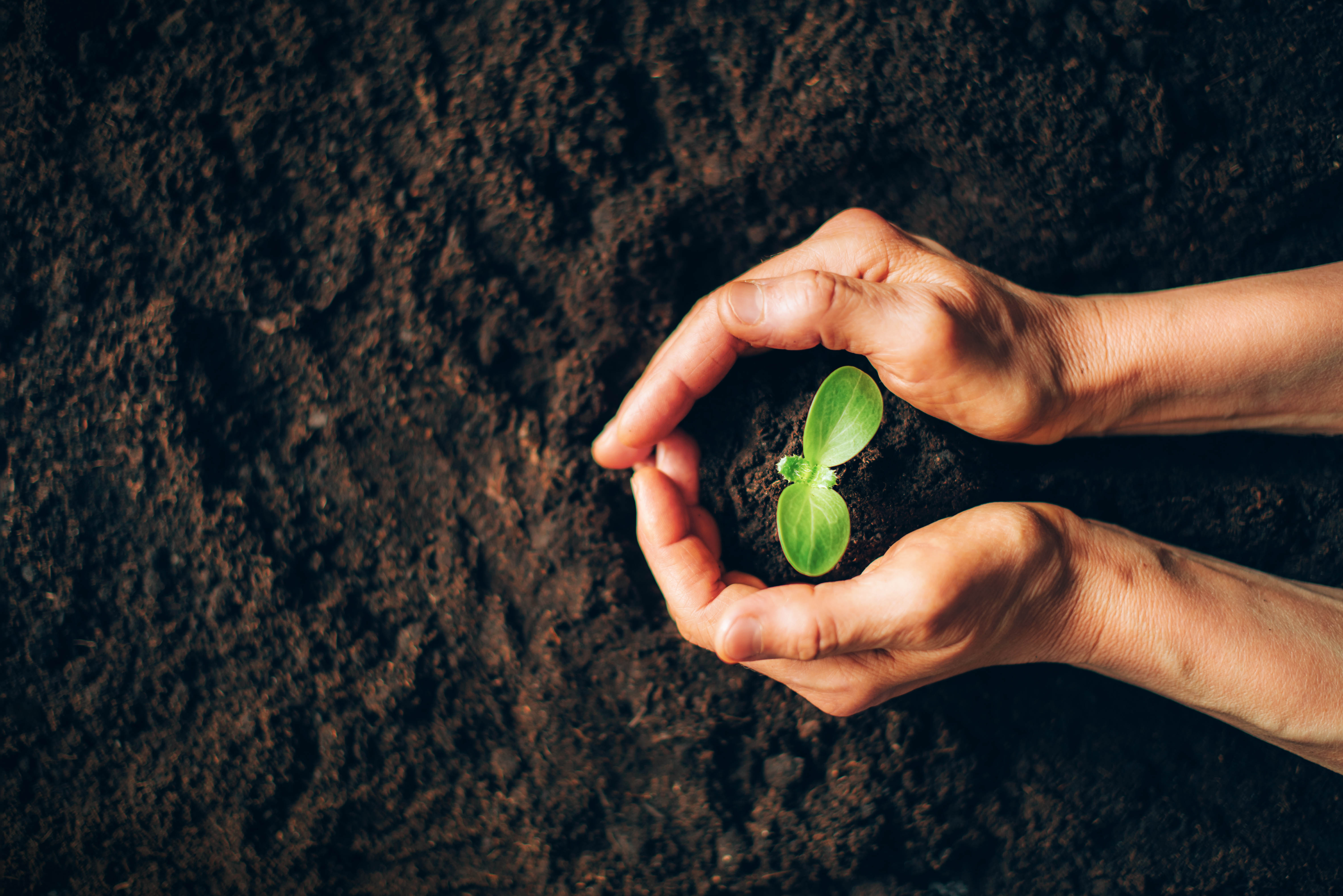 Hands around a small plant in the dirt